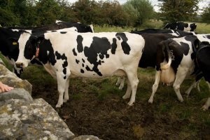 Holstein tehén adott tenyésztési és gondozás - celhozportal