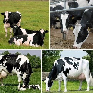 Holstein tehén adott tenyésztési és gondozás - celhozportal