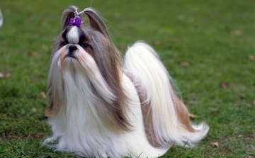 Ápolás Shih Tzu ápolás és gondozás otthon