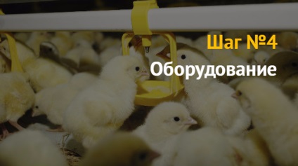 üzleti ötlet, hogyan lehet indítani egy vállalkozást tenyésztése broiler csirkék és tojótyúkok