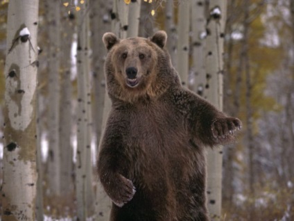 Érdekességek a medve - egy vad vad világban