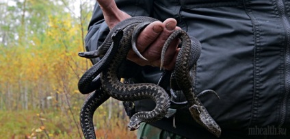 Hogyan lehet elkapni egy vipera kezét többes megy egy látogatás a kígyók