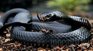 Hogyan lehet elkapni egy vipera kezét többes megy egy látogatás a kígyók