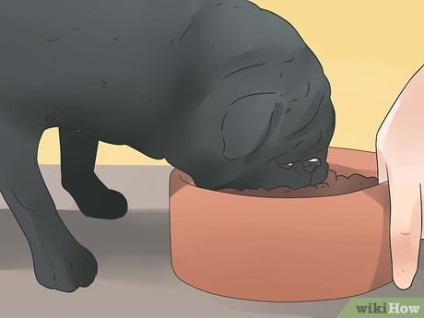 Hogyan hozzunk létre egy nyers étrend kutyáknak