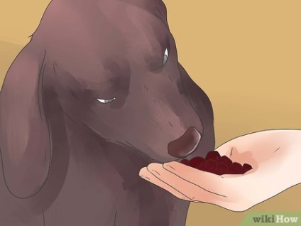 Hogyan hozzunk létre egy nyers étrend kutyáknak