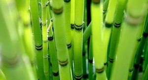 Hogyan növekszik bambusz szaporítás, ültetési és gondozási tippek - faház gondolatok és tapasztalatok a kertészek