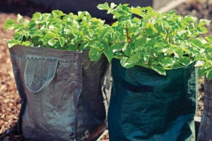 Hogyan növekszik burgonyát zsákokba kiválasztott fajták, ültetés, termesztés technológia, áttekintésre, fotó, videó