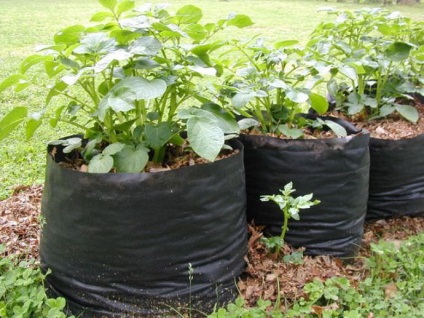 Hogyan növekszik burgonyát zsákokba kiválasztott fajták, ültetés, termesztés technológia, áttekintésre, fotó, videó