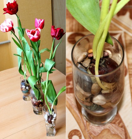 Hogyan növekszik tulipán a lakásban (föld nélkül)