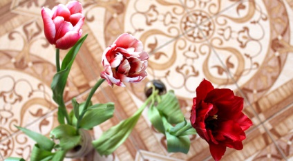 Hogyan növekszik tulipán a lakásban (föld nélkül)