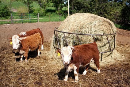 Törpe haszonállatok - tehenek, bikák, juh, ló, csirke, tenyésztési adatai, video