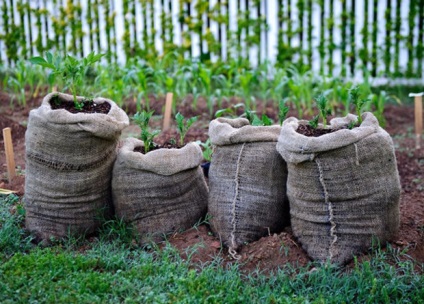 Burgonya táskák ültetés és gondozás lépések