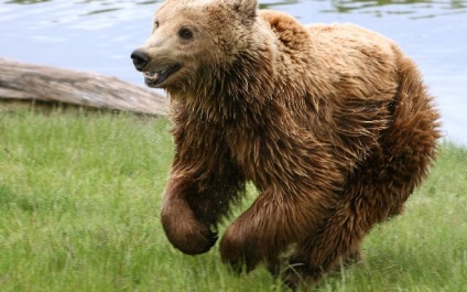 Miért álom elszökött egy medve alatt sne🔮🌙 connik - Bear (escape) Miért álom elszökött egy medve alatt sne🔮🌙 connik - Bear