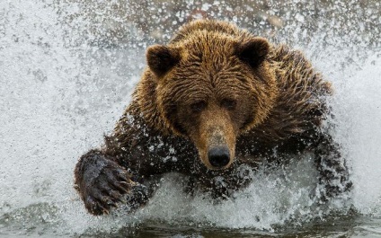 До чого сниться тікати від ведмедя у сне🔮🌙 cоннік - ведмідь