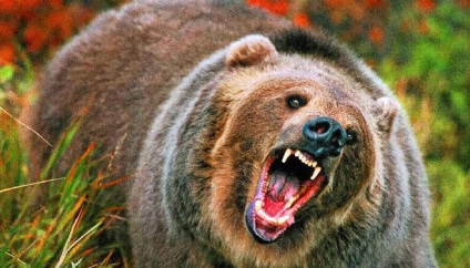 Miért álom elszökött egy medve alatt sne🔮🌙 connik - Bear