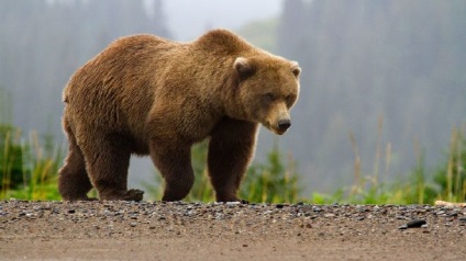 До чого сниться тікати від ведмедя у сне🔮🌙 cоннік - ведмідь