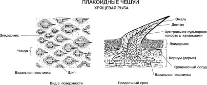 Cetcápa érdekességeket, ragadozó, vagy sem, a méret (a ragadozó) Cetcápa érdekességeket, ragadozó, vagy sem, a méret