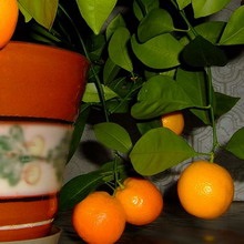 Szoba mandarin otthon fotó és videó a fák és növények otthon