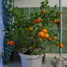 Szoba mandarin otthon fotó és videó a fák és növények otthon