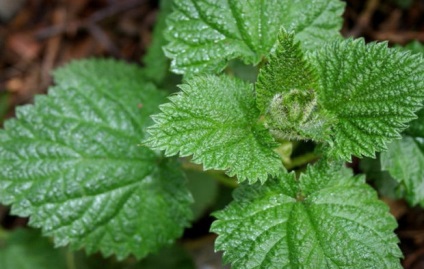 Nettles nyulaknak adhatok hozzá egy növény állat diéta