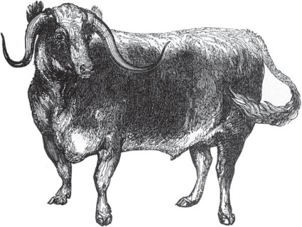 Ki volt az őse a tehén állatvilágban (intellektuális (AST) könyvtár) - Szerelem Vasilevna Kashinskaya