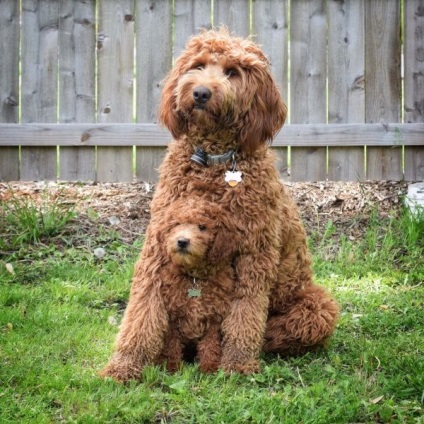 Labradoodle (labradoodle) fotók fajta leírását, árát, karakter, videó