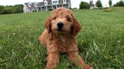 Labradoodle (labradoodle) fotók fajta leírását, árát, karakter, videó