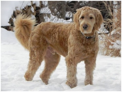 Labradoodle (labradoodle) fotók fajta leírását, árát, karakter, videó