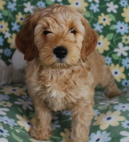 Labradoodle (labradoodle) fotók fajta leírását, árát, karakter, videó