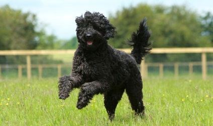 Labradoodle (labradoodle) fotók fajta leírását, árát, karakter, videó