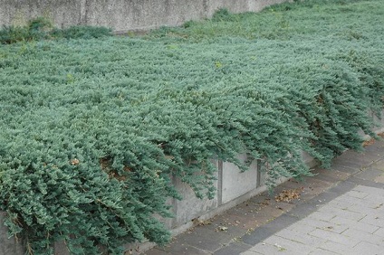 Juniper fajok különösen leszállási és indulási (boróka) Juniper fajok, különösen a telepítési és karbantartási