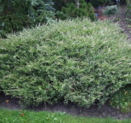 Juniper fajok különösen leszállási és indulási (gramm liter víz) Juniper fajok, különösen a telepítési és karbantartási