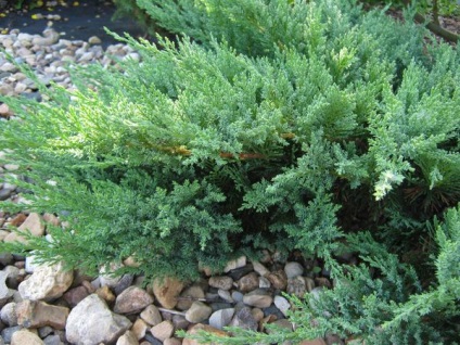 Juniper fajok különösen leszállási és indulási (gramm liter víz) Juniper fajok, különösen a telepítési és karbantartási