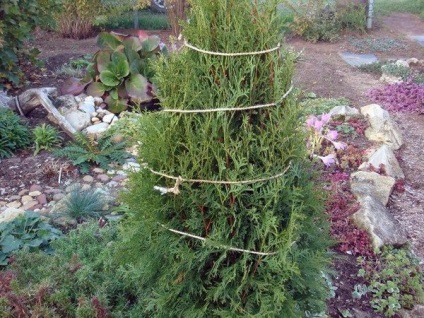 Juniper fajok különösen leszállási és indulási (gramm liter víz) Juniper fajok, különösen a telepítési és karbantartási