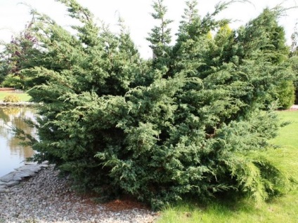 Juniper fajok különösen leszállási és indulási (boróka) Juniper fajok, különösen a telepítési és karbantartási