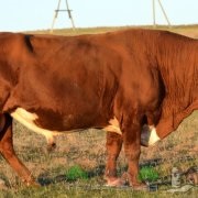 Review of Holstein tehén, azok leírása és fotó
