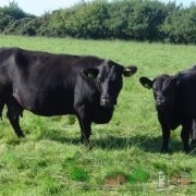Review of Holstein tehén, azok leírása és fotó