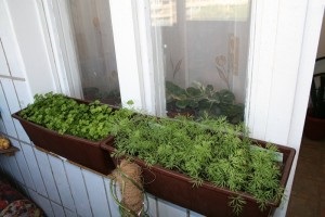 Veteményeskert kezdőknek az ablakpárkányon télen is termeszthető