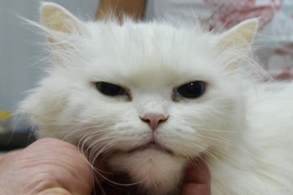 Emlődaganatok macskák állatorvosi klinikán Dr. Shubin
