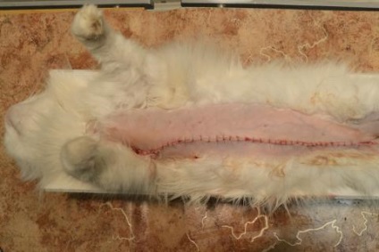 Emlődaganatok macskák állatorvosi klinikán Dr. Shubin