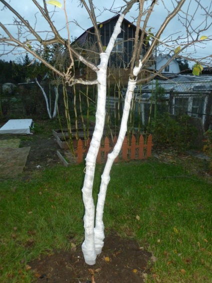 fák whitewashing mit, mikor és hogyan kell fehéríteni