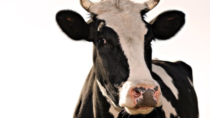 Miért egy tehén nevű tehén, miért a tehén így nevezték, mert a tehén az úgynevezett
