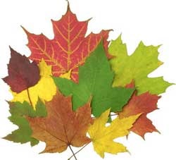 Miért őszi levelek sárgulnak és pirosra