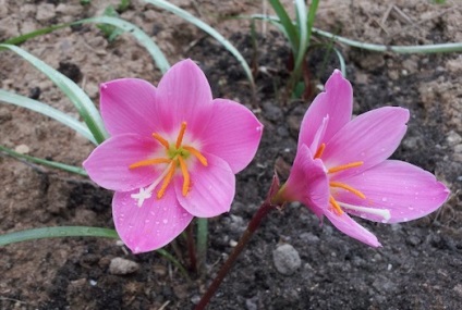 Szabályzat zephyranthes dísznövénykertészettől házban uslvoiyah