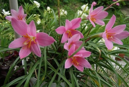 Szabályzat zephyranthes dísznövénykertészettől házban uslvoiyah (növekvő) Szabályzat zephyranthes dísznövénykertészettől házban uslvoiyah