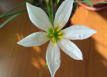 Szabályzat zephyranthes dísznövénykertészettől házban uslvoiyah (növekvő) Szabályzat zephyranthes dísznövénykertészettől házban uslvoiyah