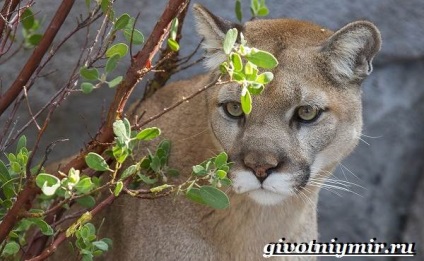 Puma állat