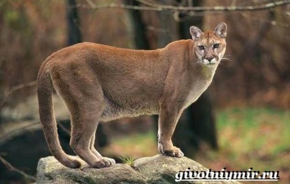 Puma állat