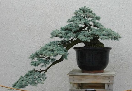Fajta bonsai fák ültetése az otthoni, videó és fotók