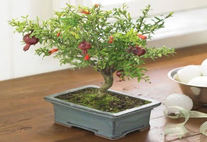 Fajta bonsai fák ültetése az otthoni, videó és fotók